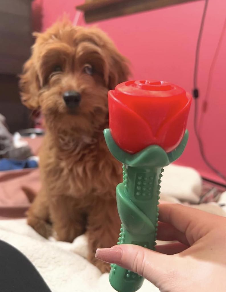 Red Rose Super Chewer Toy