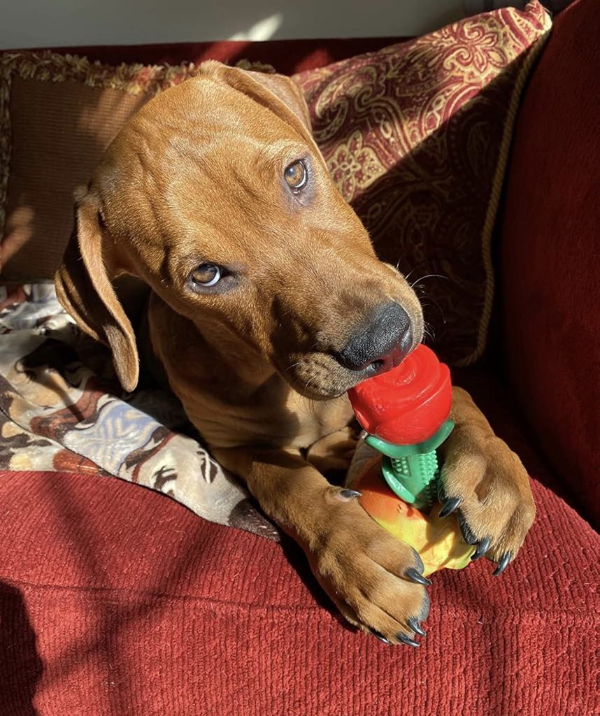 Red Rose Super Chewer Toy