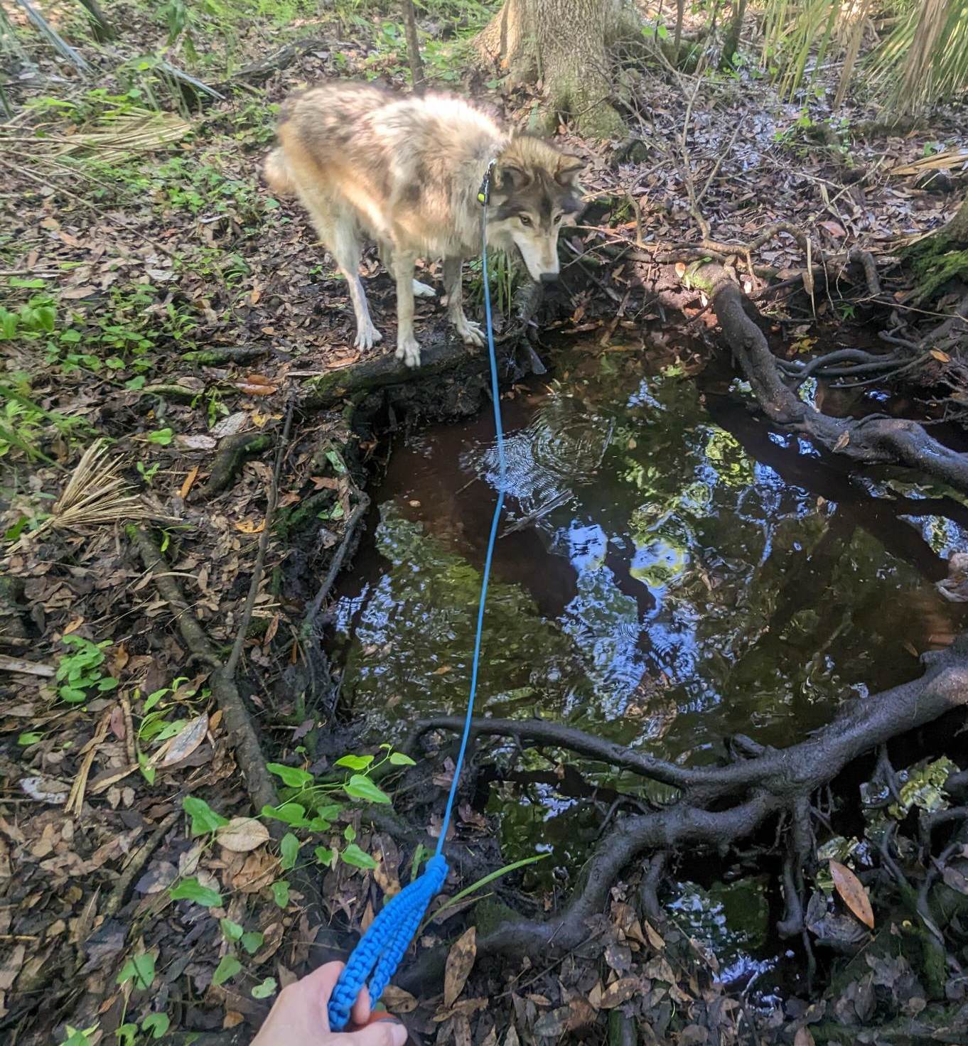 dog on leash. indestructible leash. wolfdog. wolfhybrid. wolf