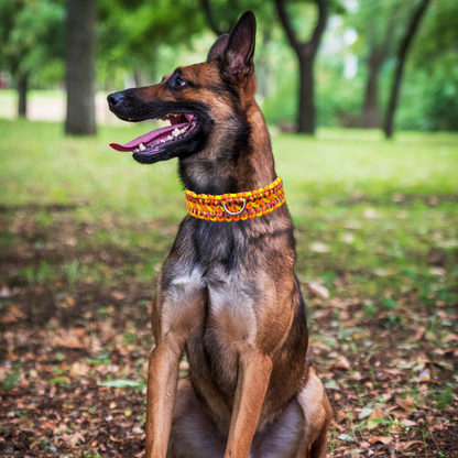 Martingale Dog Collar Color Set Two