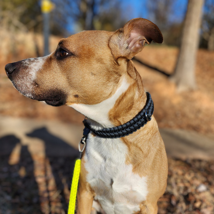 Martingale Dog Collar Color Set Two