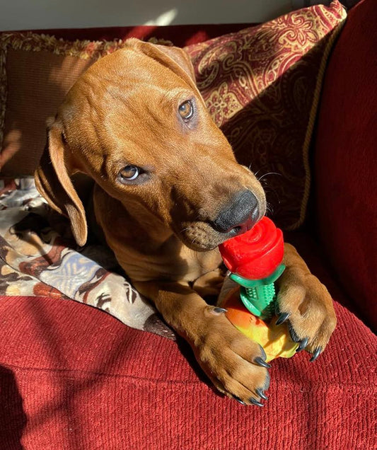 Red Rose Super Chewer Toy